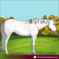 Horse Color:Gray Blue Roan Sabino Frame 