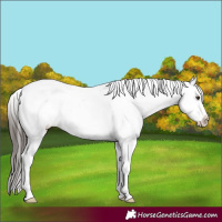Horse Color:Liver Chestnut Tobiano Frame Appaloosa