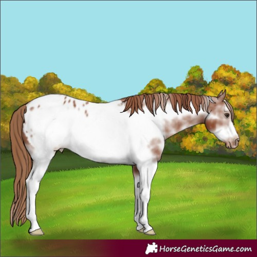 Horse Color:Chestnut Sabino Frame Appaloosa 