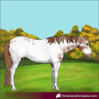 Horse Color:Chestnut Sabino Frame Appaloosa 