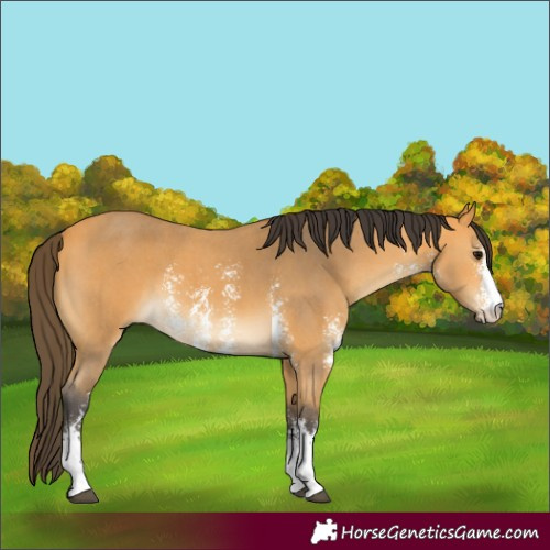 Horse Color:Buckskin Sabino 