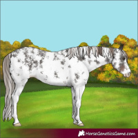 Horse Color:Liver Chestnut Sabino