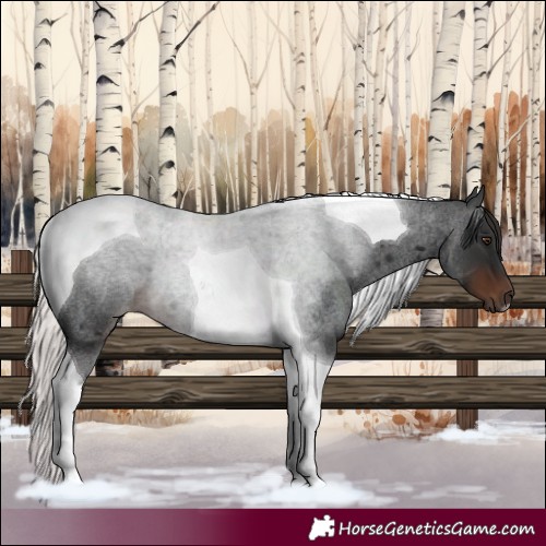 Horse Color:Liver Red Roan Tobiano 