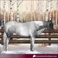 Horse Color:Liver Red Roan Tobiano