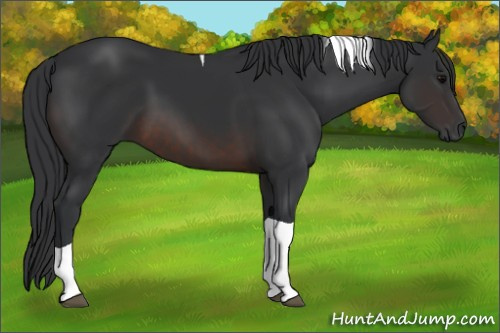 Horse Color:Brown Tobiano