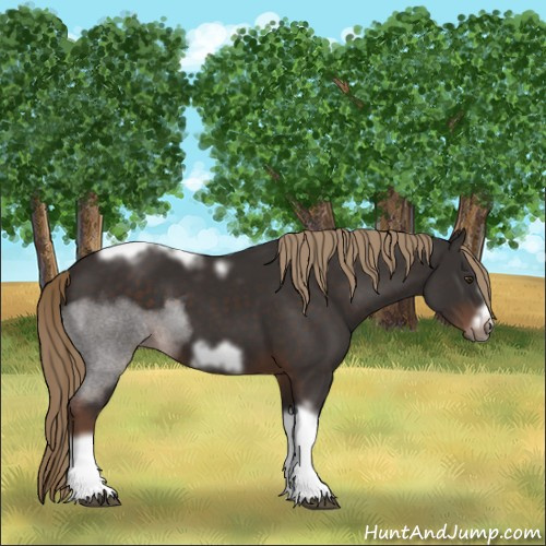 Horse Color:Liver Chestnut Tobiano Frame 