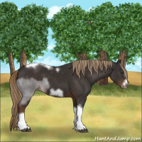 Horse Color:Liver Chestnut Tobiano Frame 