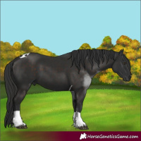 Horse Color:Liver Chestnut Tobiano 