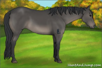 Horse Color:Black Sabino 
