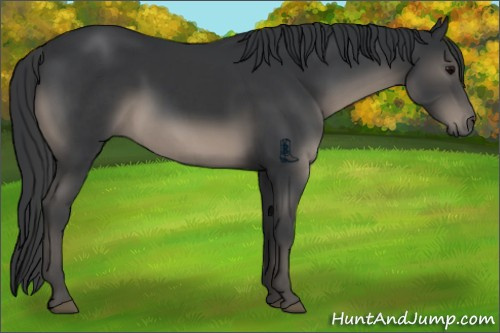 Horse Color:Black 
