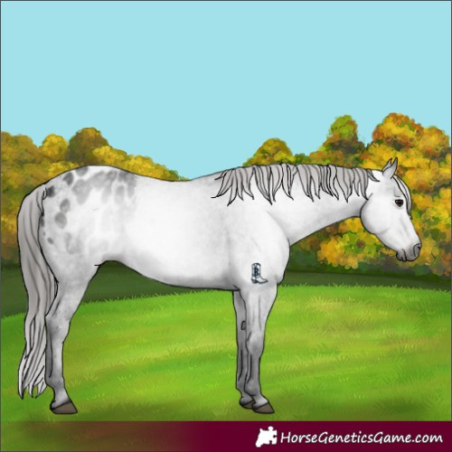 Horse Color:Gray Smoky Black Appaloosa 