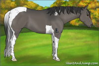 Horse Color:Grullo Tobiano Brindle 