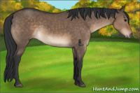 Horse Color:Brown Dun 