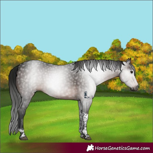Horse Color:Gray Brown Tobiano