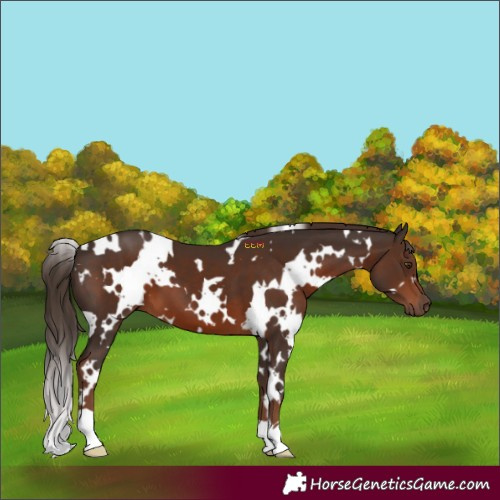 Horse Color:White Spotted Liver Chestnut