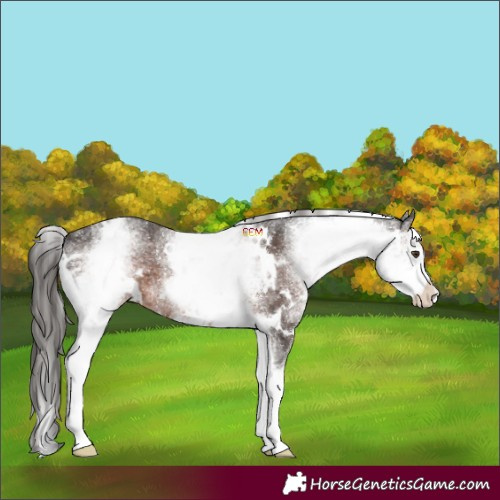 Horse Color:White Spotted Liver Chestnut
