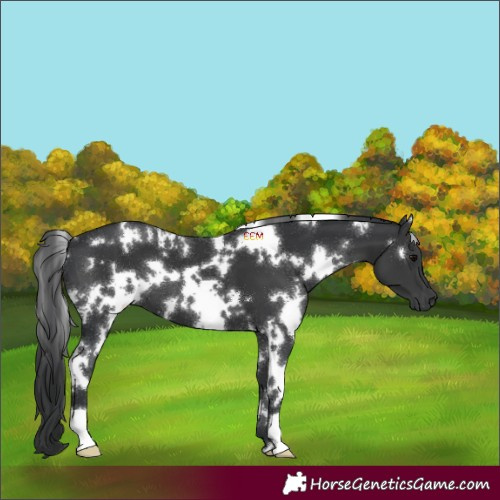 Horse Color:White Spotted Black 