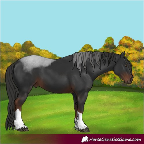 Horse Color:Liver Chestnut Tobiano 