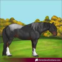 Horse Color:Liver Chestnut Tobiano