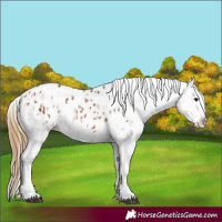 Horse Color:Bay Appaloosa  and Buckskin Appaloosa 
