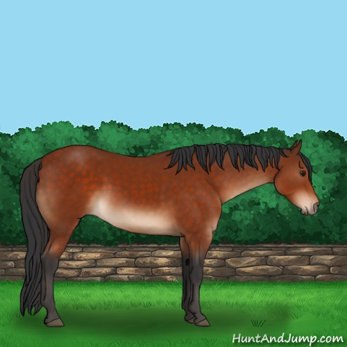 Horse Color:Brown Sabino 