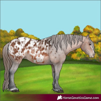 Horse Color:Bay Appaloosa  and Bay Frame Appaloosa 