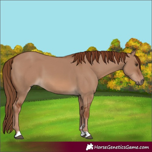 Horse Color:Red Dun 