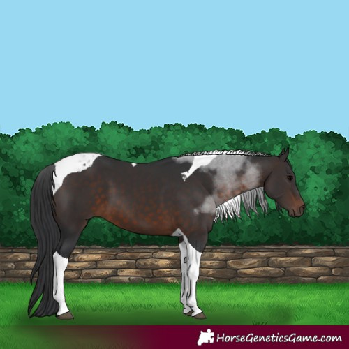 Horse Color:Brown Tobiano 