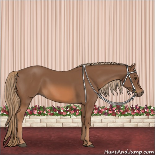 Horse Color:Chestnut Rabicano 