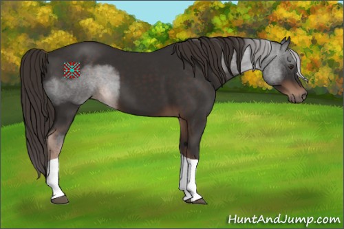 Horse Color:Liver Chestnut Tobiano 