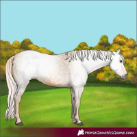 Horse Color:Gray Palomino 