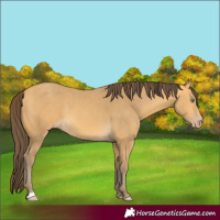 Horse Color:Amber Cream Champagne 