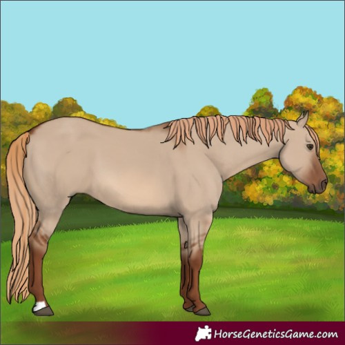 Horse Color:Red Dun