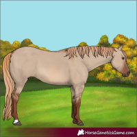 Horse Color:Red Dun 