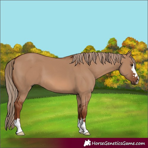 Horse Color:Red Dun