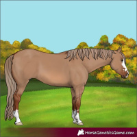 Horse Color:Red Dun 