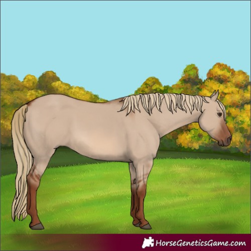 Horse Color:Red Dun