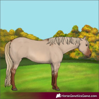 Horse Color:Red Dun 