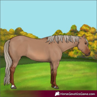 Horse Color:Red Dun 