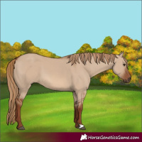 Horse Color:Red Dun 