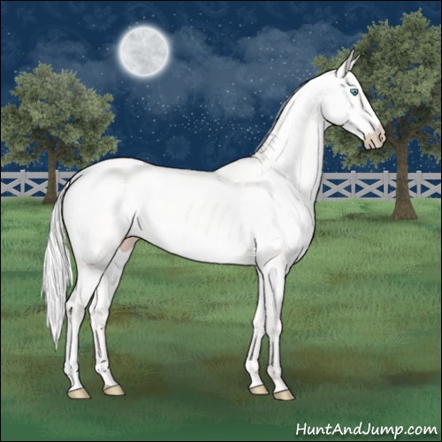 Horse Color:Silver Perlino Dun 