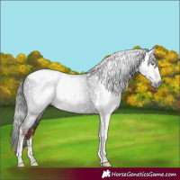 Horse Color:Gray Liver Chestnut Tobiano