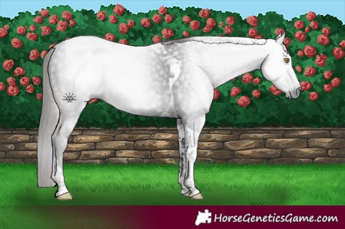 Horse Color:Gray Liver Chestnut Tobiano