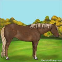 Horse Color:Chocolate Palomino Sabino 