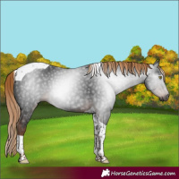 Horse Color:Gray Liver Chestnut Tobiano 