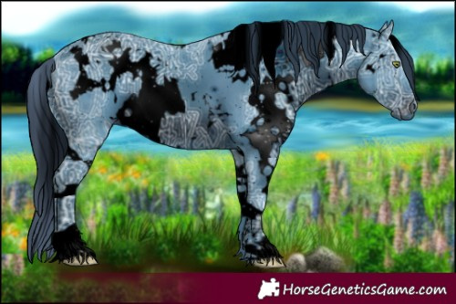 Horse Color:ERROR: UNKNOWN ANOMALY