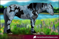 Horse Color:ERROR: UNKNOWN ANOMALY