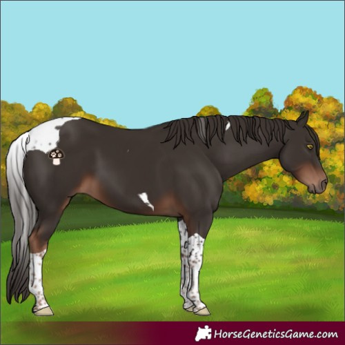Horse Color:Liver Chestnut Tobiano 