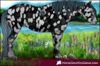 Horse Color:ERROR: UNKNOWN ANOMALY