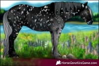 Horse Color:ERROR: UNKNOWN ANOMALY